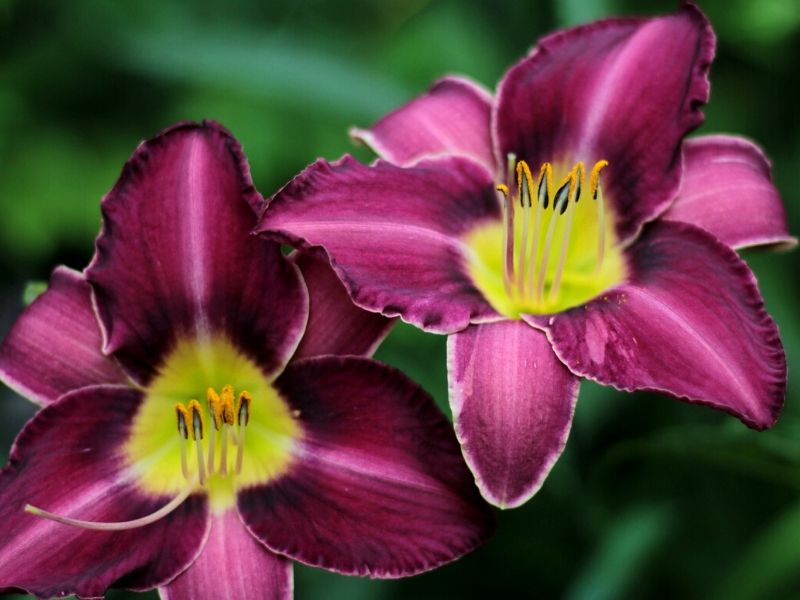 Hybrid Daylily Flowers SEEDS Bonsai Hemerocallis Lily # 18 20 pcs