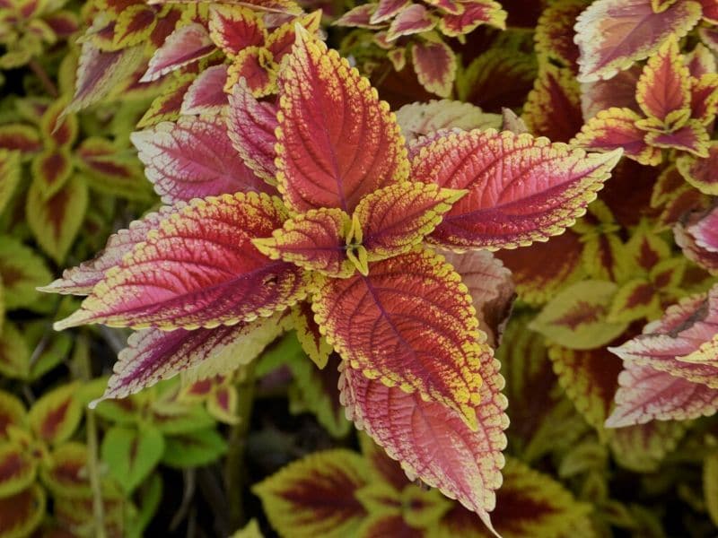 coleus plant