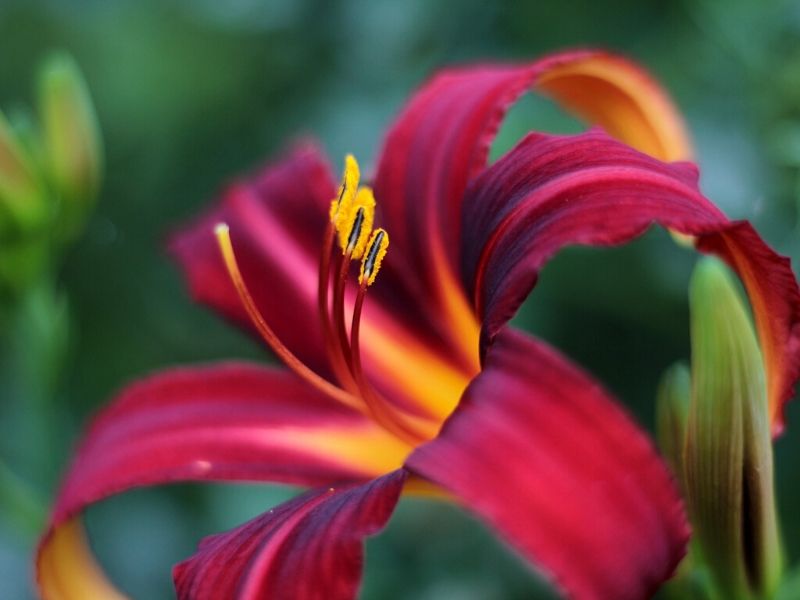 crimson pirate daylily