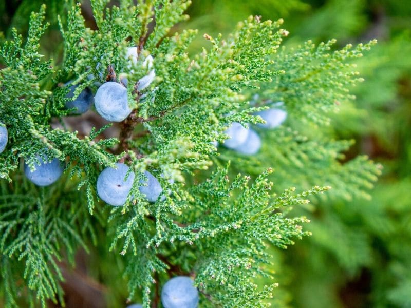 cypress plant