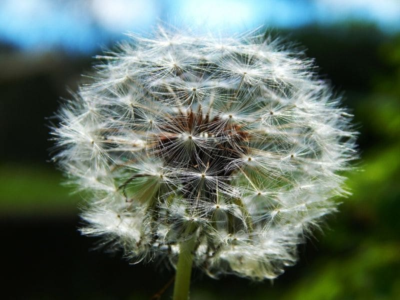 dandelion flower