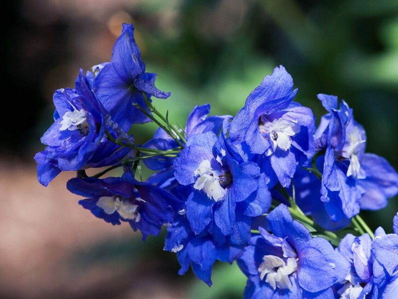 dark blue delphinium