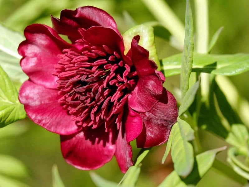 dark pink peony