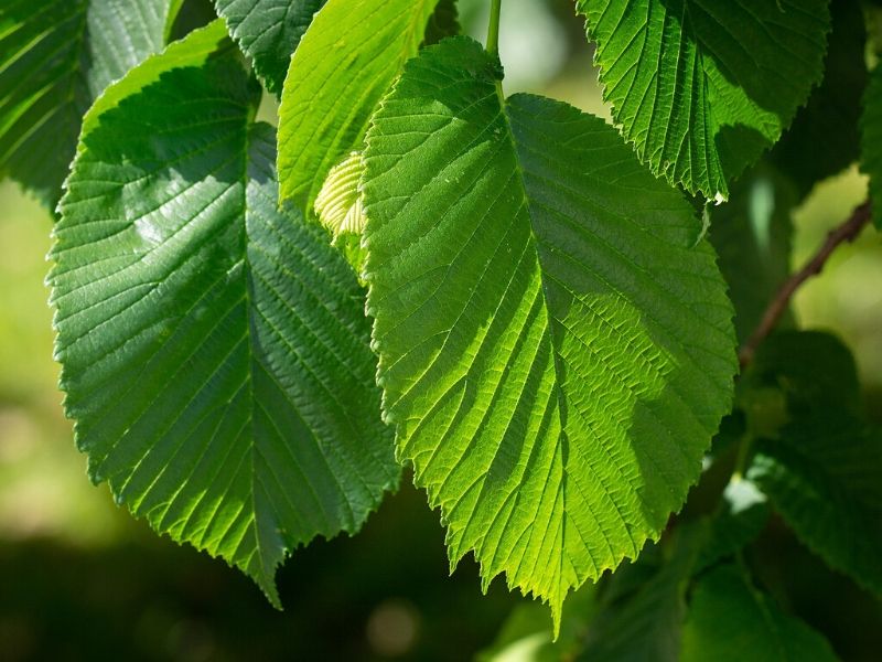 elm leaves