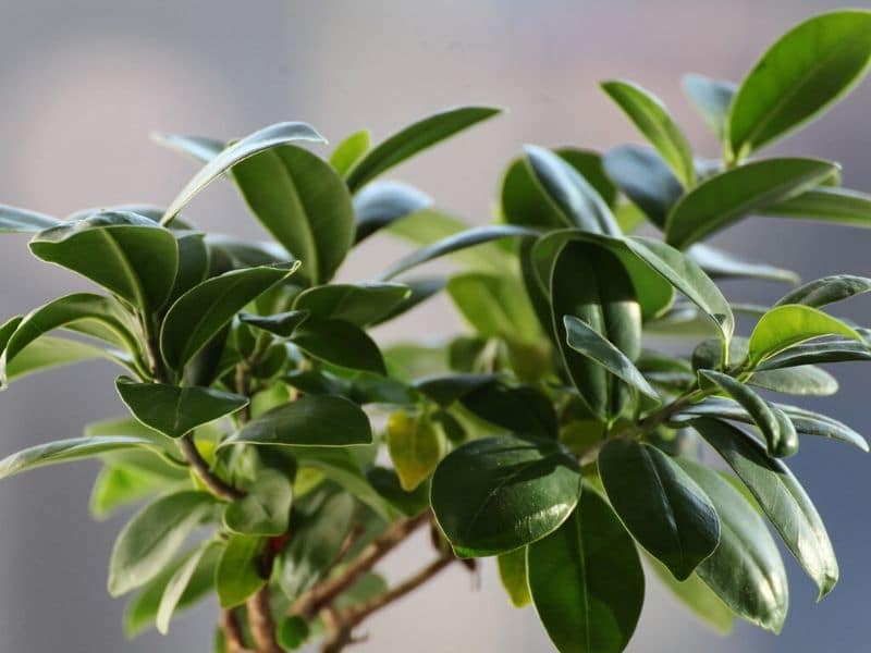 ficus leaves