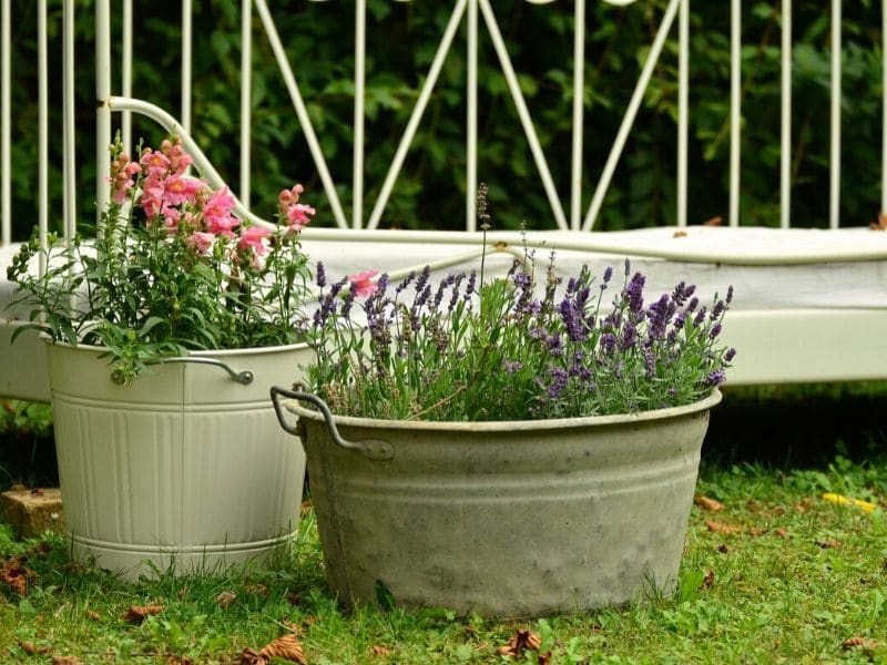 flowers in pots