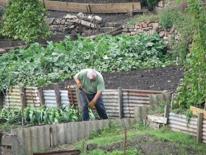 gardener gardening vegetables