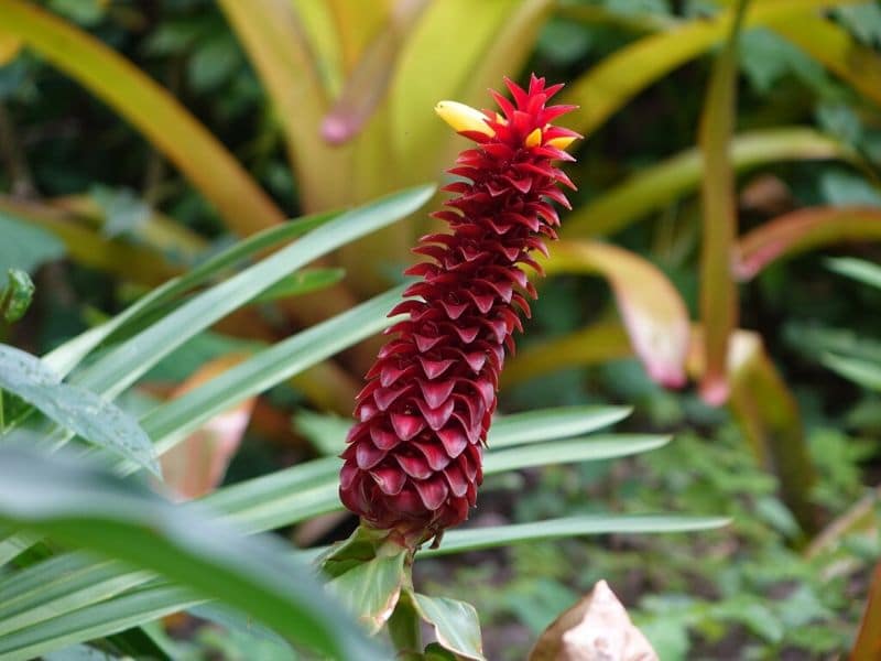 ginger flower