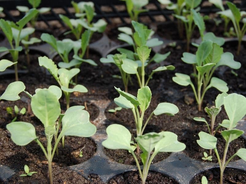 green cabbages