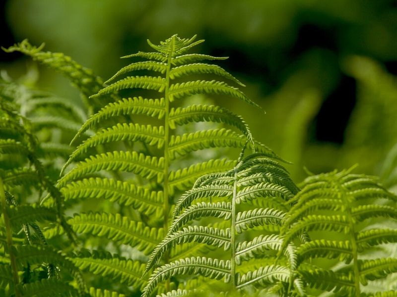 green ferns