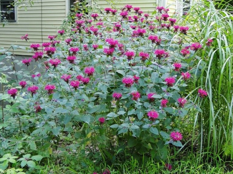 Bee Balm Flower How To Plant Grow And Care Florgeous