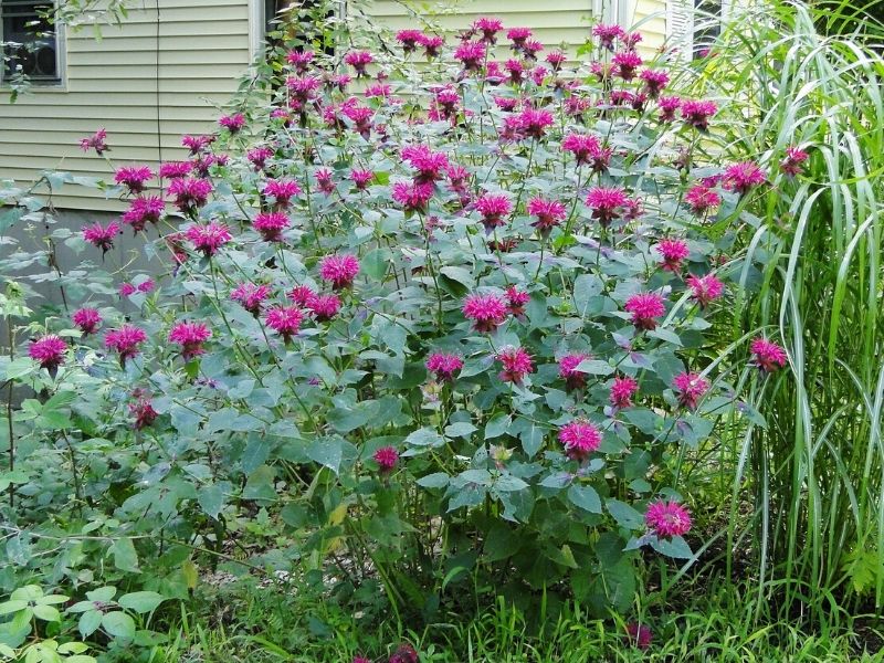 growing bee balm