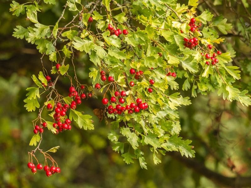 hawthorn tree branch