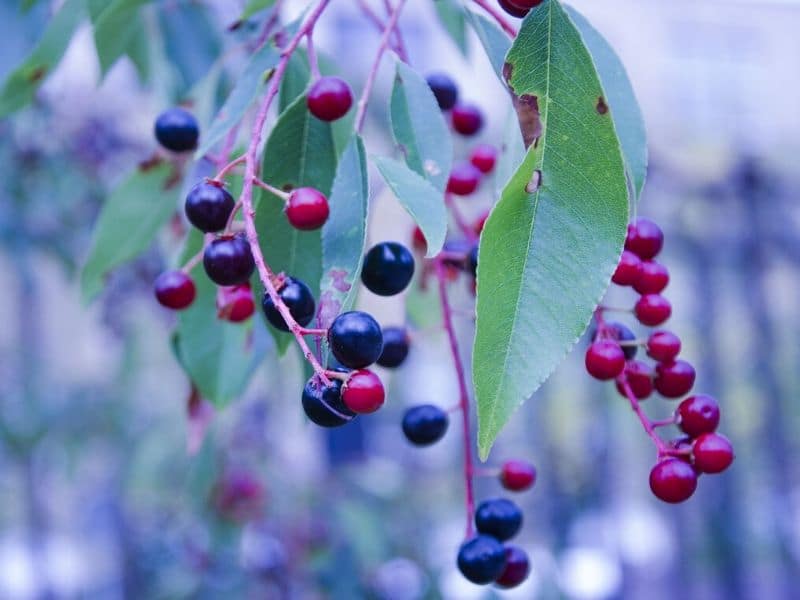 huckleberry berries