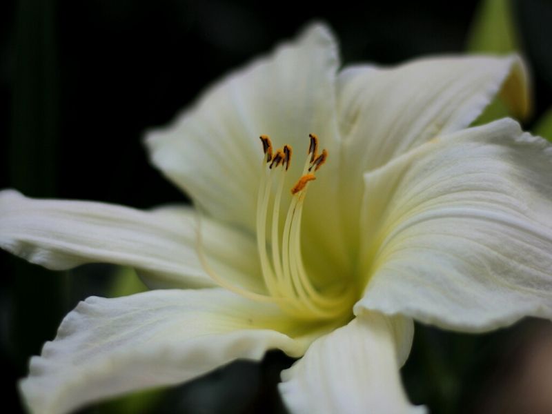 ice carnival daylily