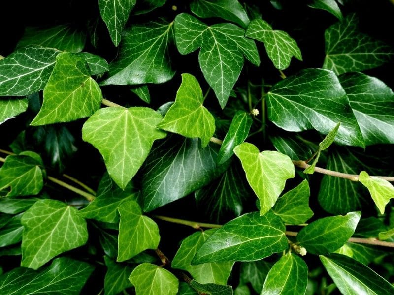 ivy plant