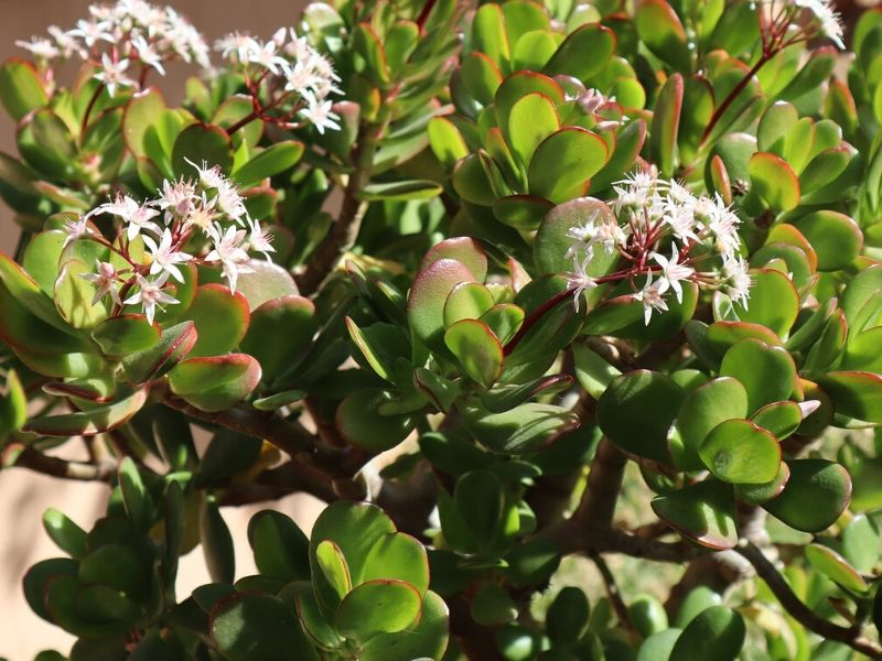 jade crassula flowers