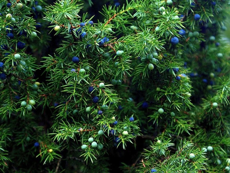 juniper plant