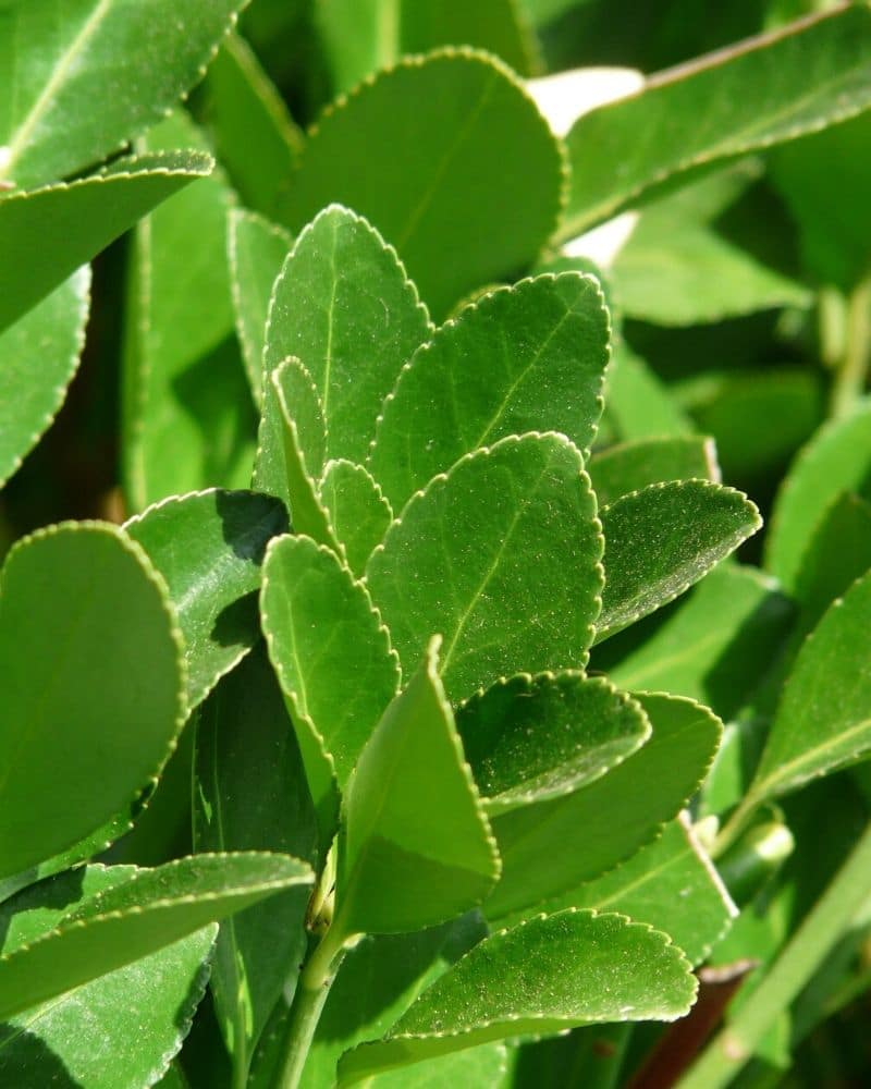 laurel plant