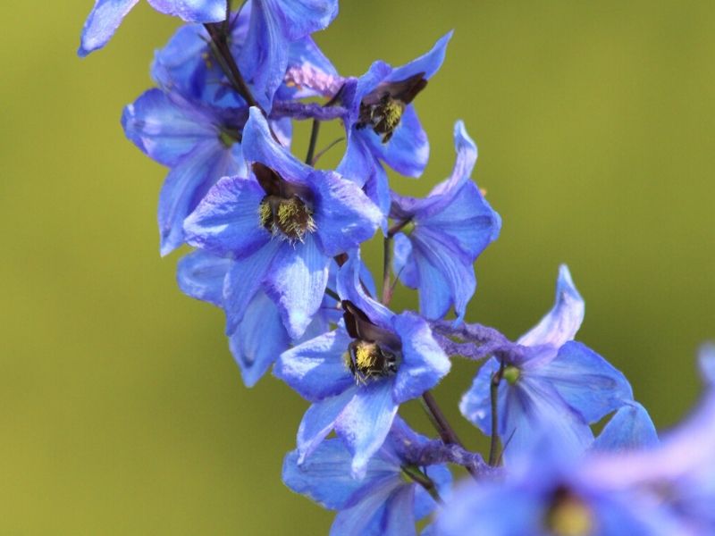 Fascinating Meaning And Symbolism Of Delphinium Flower Florgeous 9124