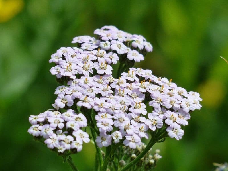 light violet yarrow