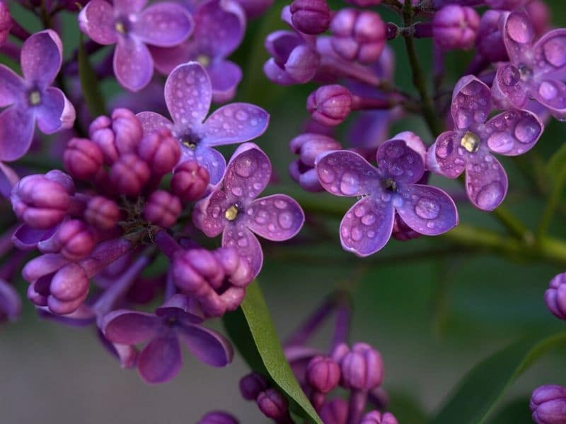 lilac flowers