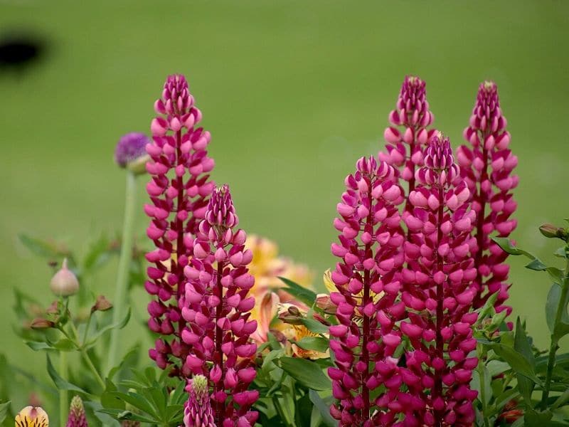 lupin flowers