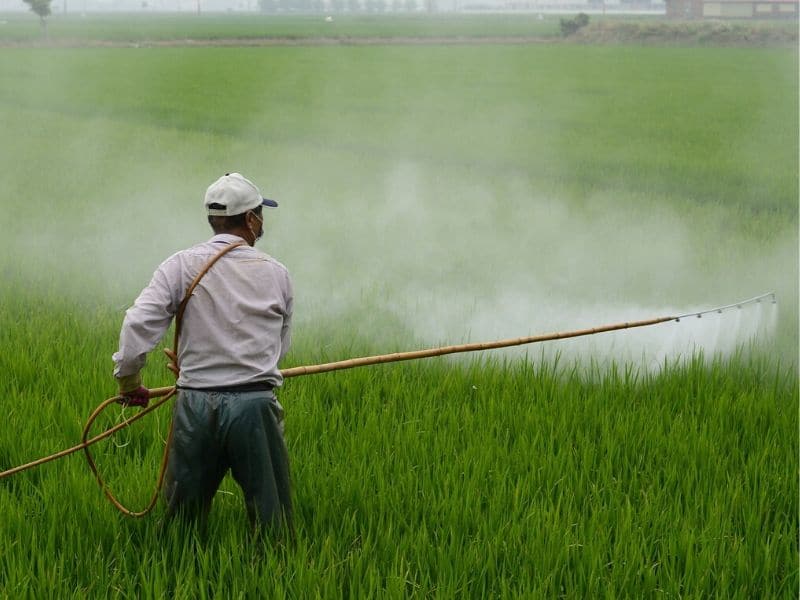man spraying pesticide
