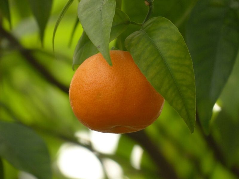 mandarin fruit tree