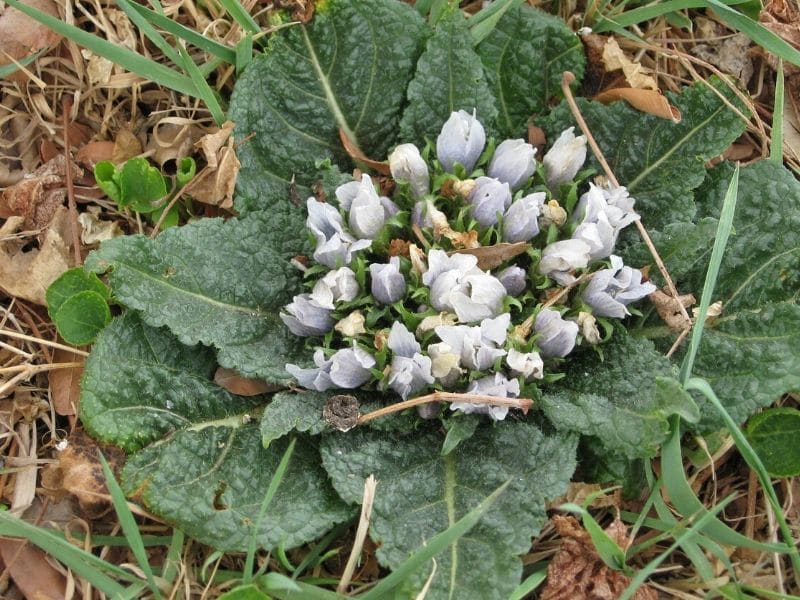 mandrake plant