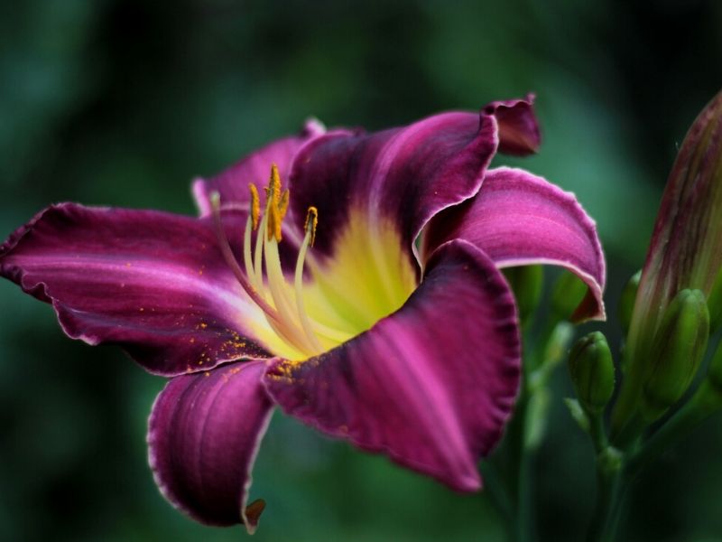 meaning of daylily flower
