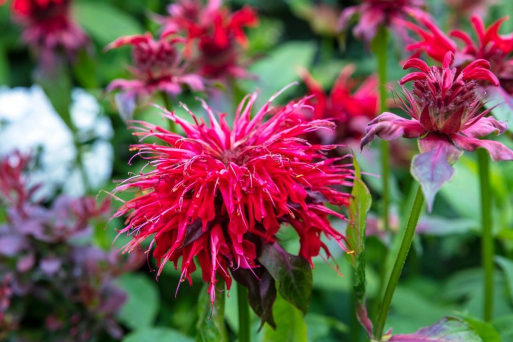 monarda flowers