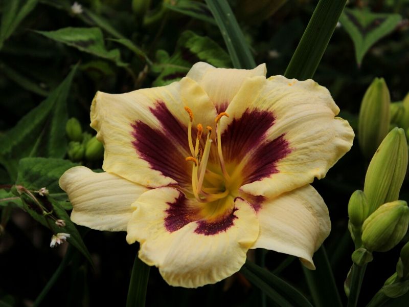 moonlit masquerade daylily