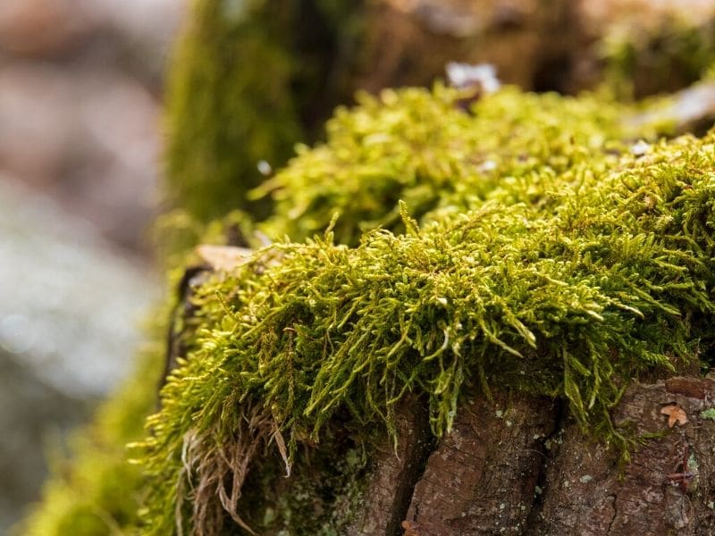 moss plant