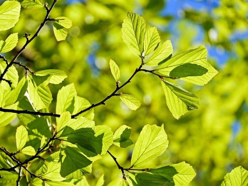 oak leaves