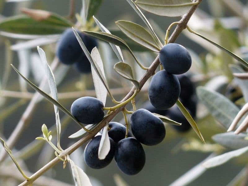 olive fruits