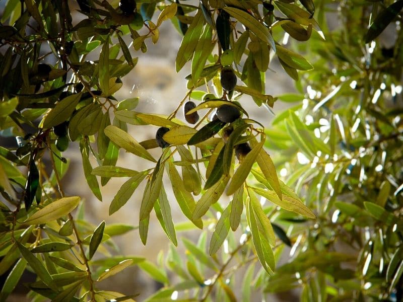 olive tree fruit