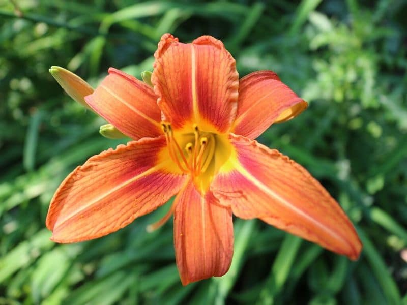 orange daylily (2)