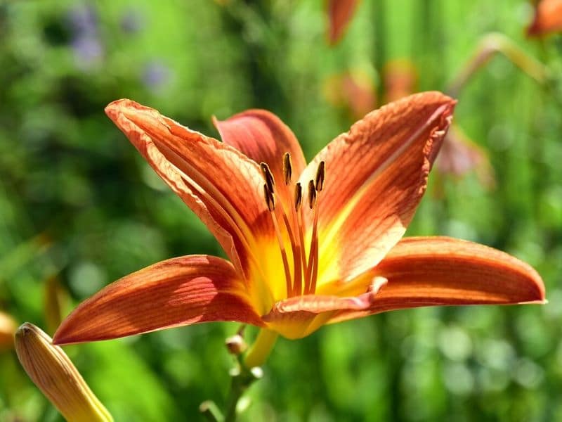 orange daylily