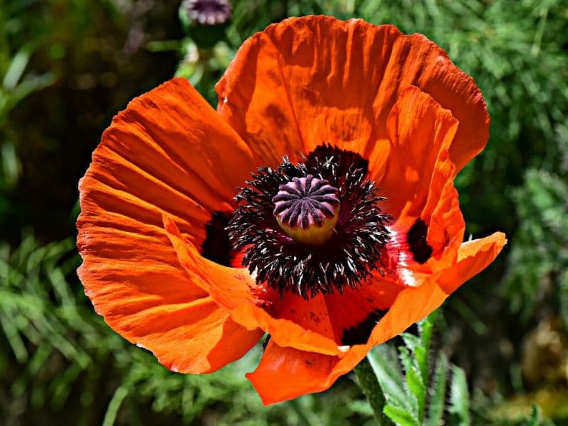 orange poppy