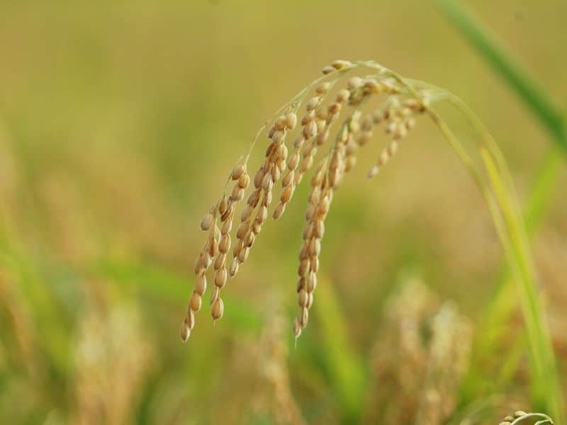 oryza plant