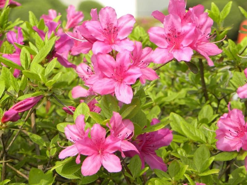 pink azalea