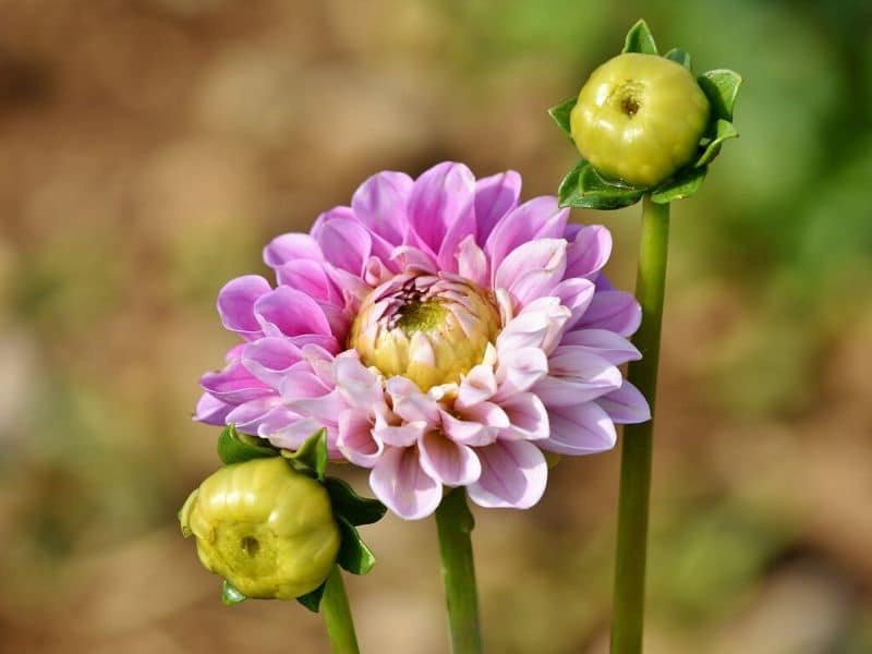 pink dahlia