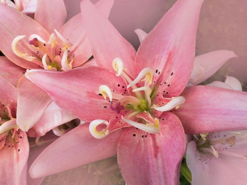 pink daylily