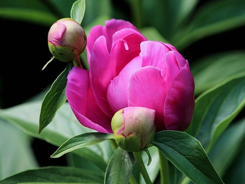 pink flower bud