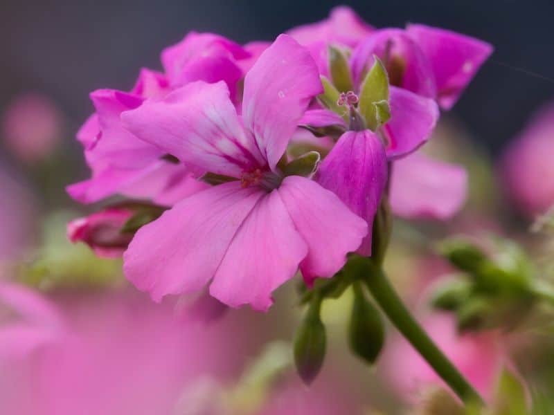 pink geranium