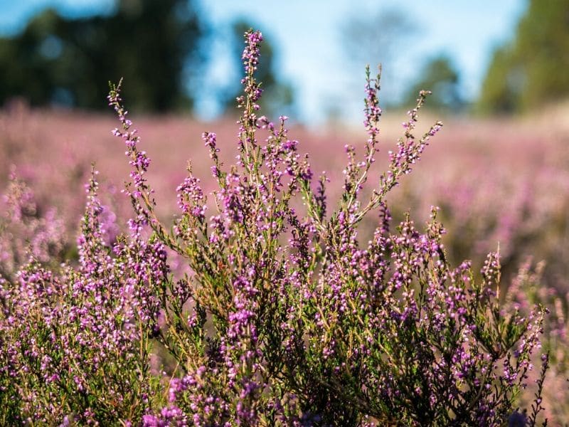 pink heather