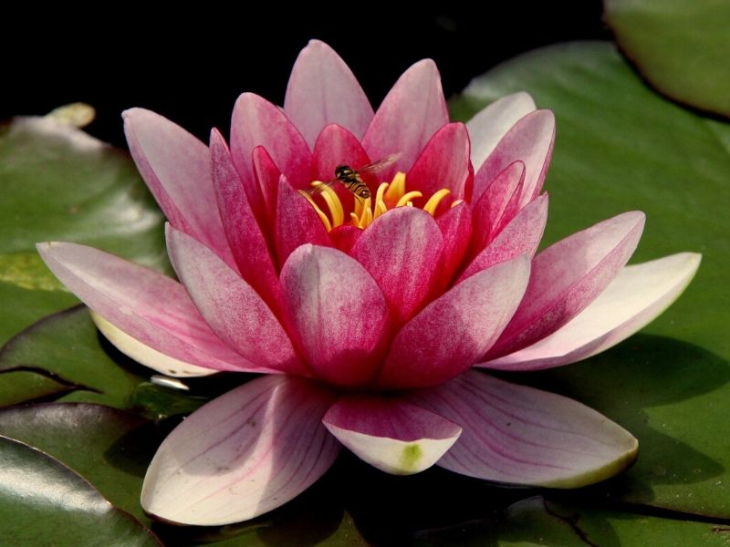 pink lotus