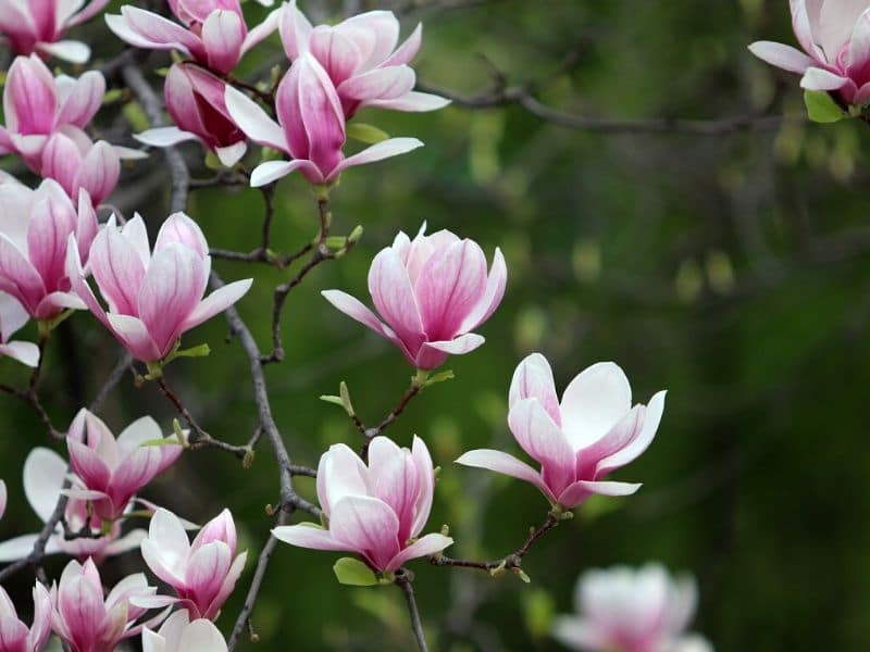 pink magnolia