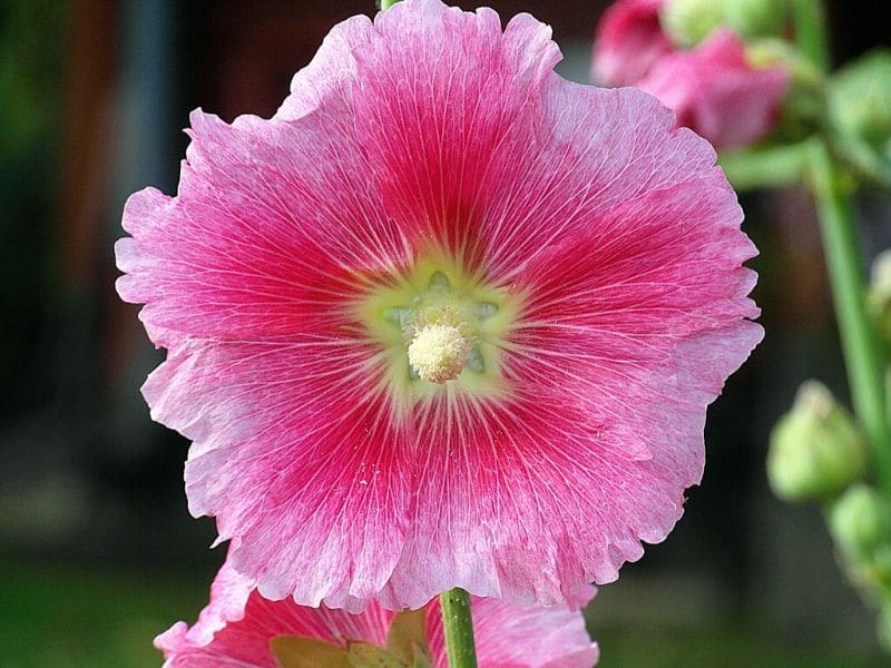 pink mallow